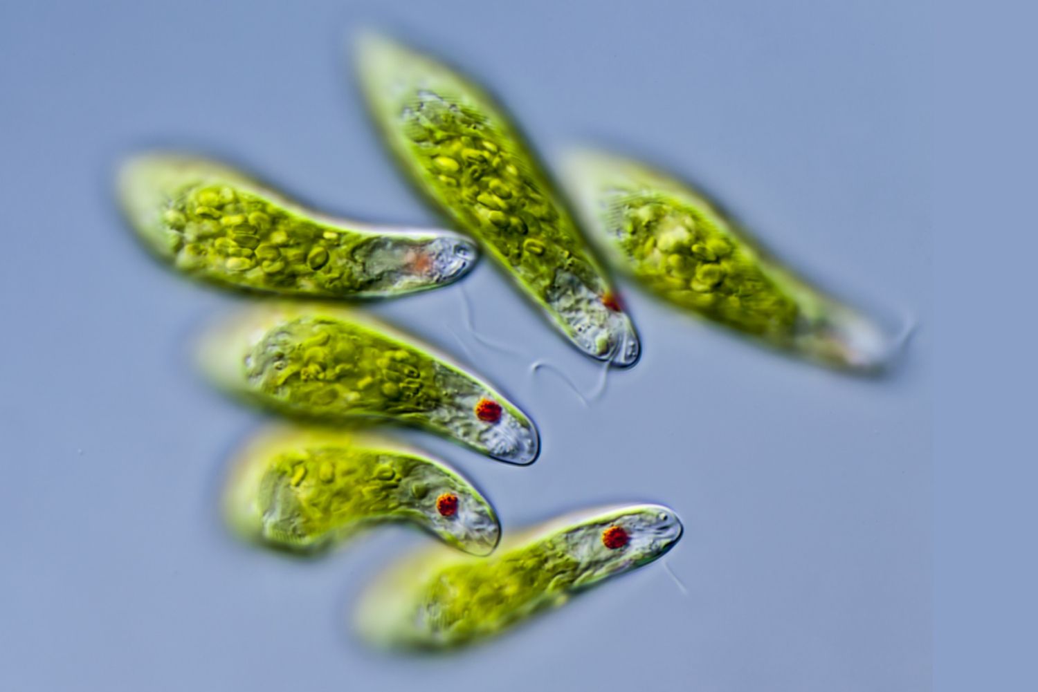 Euglena minima